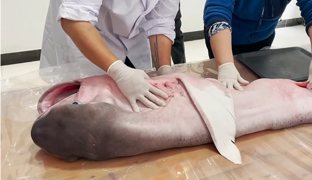 The megamouth shark: a rare specimen on the researcher´s desk