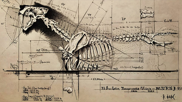 Konstantinos´s drawing of the Smilodon Populator