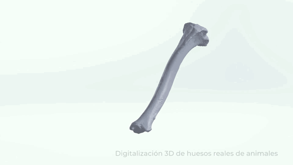 3D digitalization of real animal bones