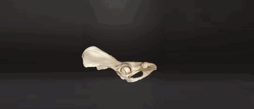 3D digitalization of animal bones